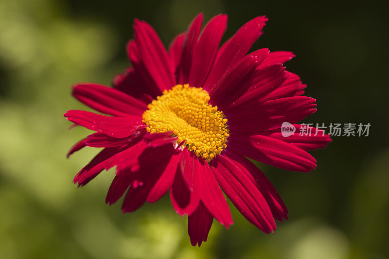 彩绘雏菊(Tanacetum coccineum)